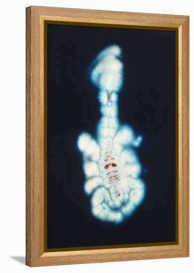 Kirlian Scorpion-John Cutten-Framed Stretched Canvas