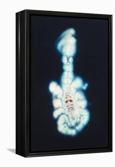 Kirlian Scorpion-John Cutten-Framed Stretched Canvas