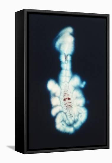 Kirlian Scorpion-John Cutten-Framed Stretched Canvas