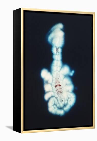 Kirlian Scorpion-John Cutten-Framed Stretched Canvas