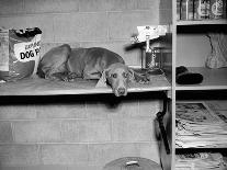 Dog Sits on a Shelf at Shelter in Oakland, California, Ca. 1963.-Kirn Vintage Stock-Photographic Print