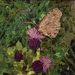 Buzz - Bumble Bee on Lavender-Kirstie Adamson-Giclee Print