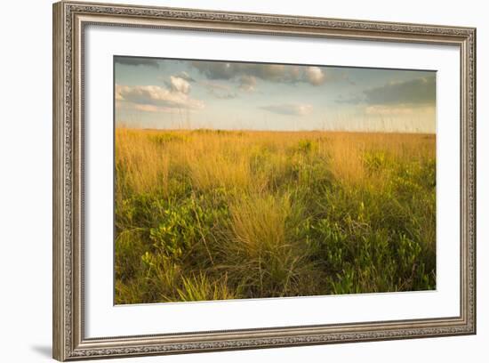 Kissimmee Preserve State Park, Florida-Maresa Pryor-Framed Photographic Print