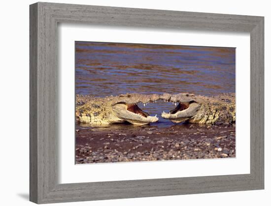 Kissing Crocs-null-Framed Art Print