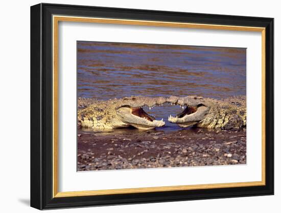 Kissing Crocs-null-Framed Art Print