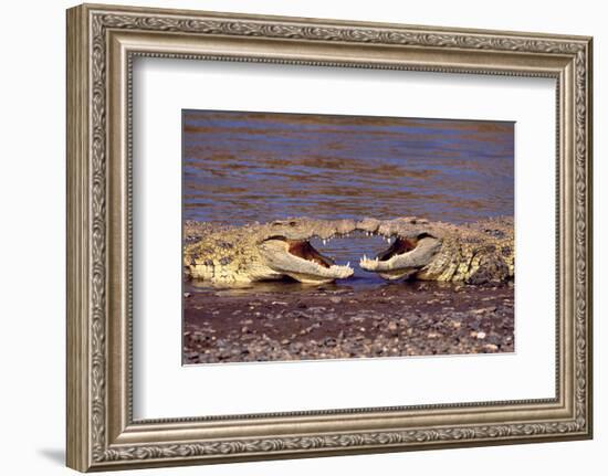 Kissing Crocs-null-Framed Art Print