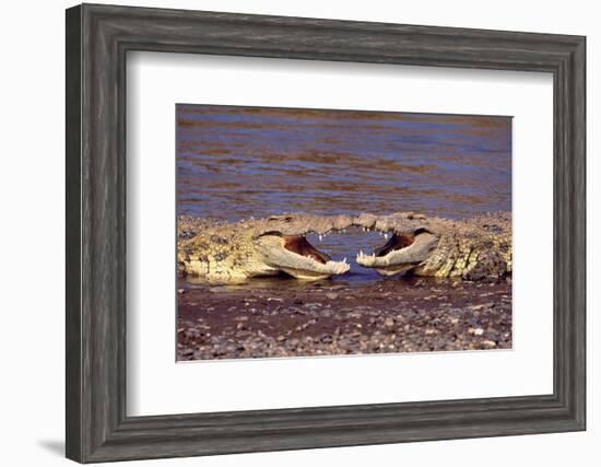 Kissing Crocs-null-Framed Art Print