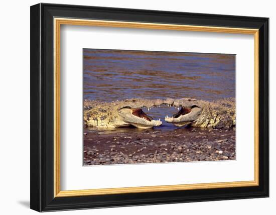 Kissing Crocs-null-Framed Art Print