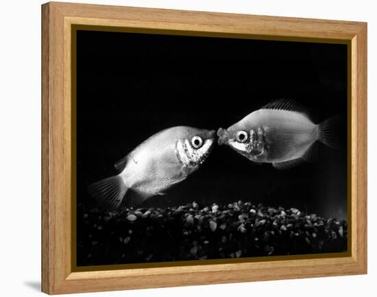 Kissing Gouramis: Romeo on the Right Made a Real Catch, Soon They Will be Swimming Around Together-null-Framed Premier Image Canvas