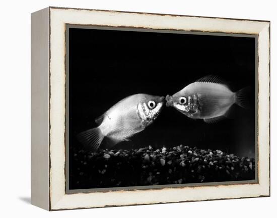 Kissing Gouramis: Romeo on the Right Made a Real Catch, Soon They Will be Swimming Around Together-null-Framed Premier Image Canvas