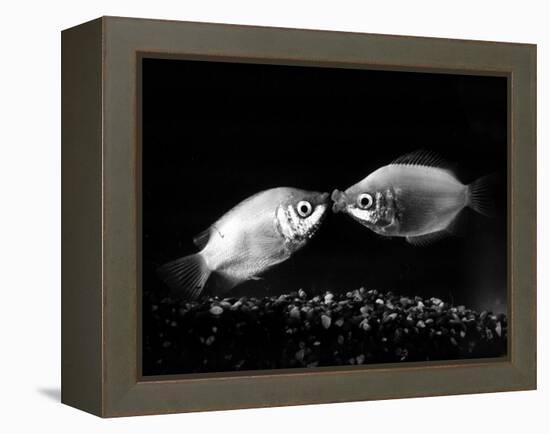 Kissing Gouramis: Romeo on the Right Made a Real Catch, Soon They Will be Swimming Around Together-null-Framed Premier Image Canvas