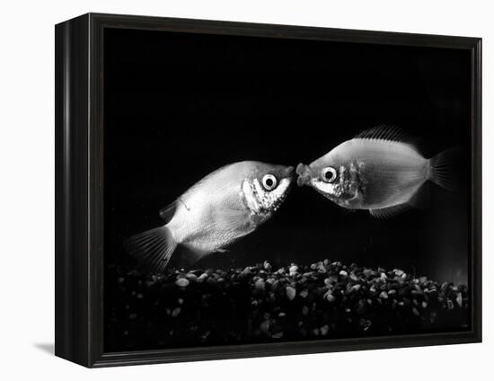 Kissing Gouramis: Romeo on the Right Made a Real Catch, Soon They Will be Swimming Around Together-null-Framed Premier Image Canvas