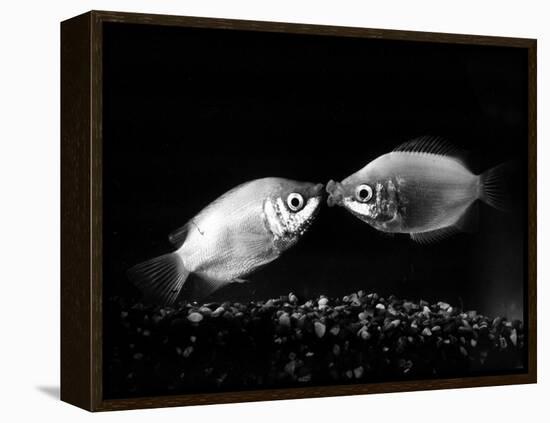 Kissing Gouramis: Romeo on the Right Made a Real Catch, Soon They Will be Swimming Around Together-null-Framed Premier Image Canvas