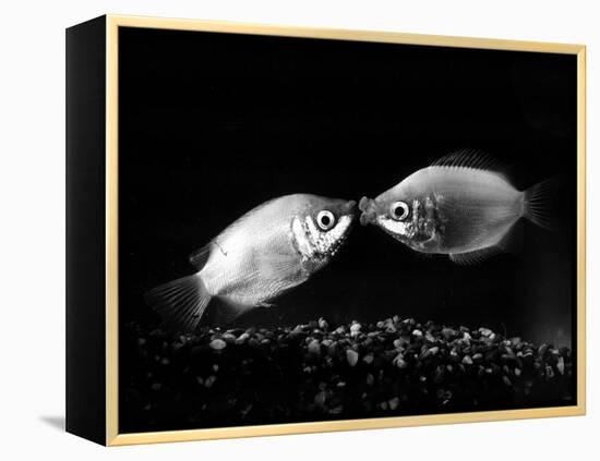 Kissing Gouramis: Romeo on the Right Made a Real Catch, Soon They Will be Swimming Around Together-null-Framed Premier Image Canvas