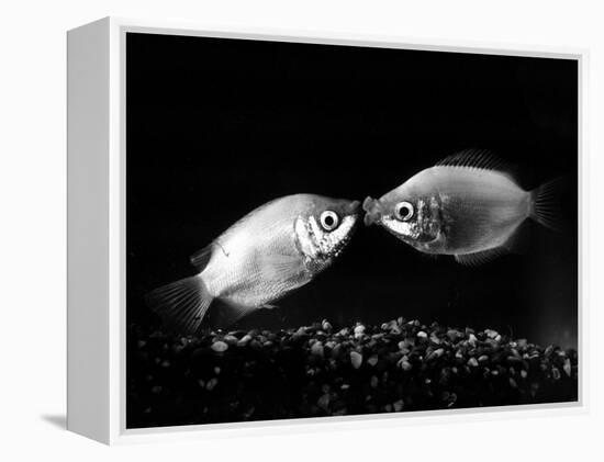 Kissing Gouramis: Romeo on the Right Made a Real Catch, Soon They Will be Swimming Around Together-null-Framed Premier Image Canvas