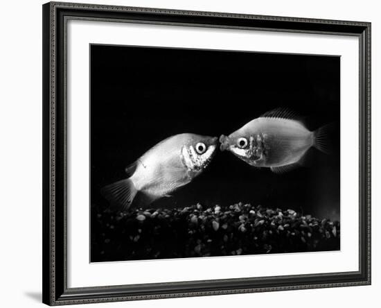 Kissing Gouramis: Romeo on the Right Made a Real Catch, Soon They Will be Swimming Around Together-null-Framed Photographic Print