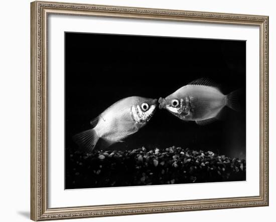 Kissing Gouramis: Romeo on the Right Made a Real Catch, Soon They Will be Swimming Around Together-null-Framed Photographic Print