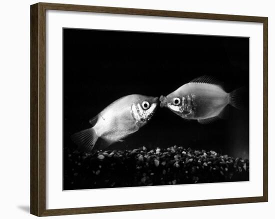 Kissing Gouramis: Romeo on the Right Made a Real Catch, Soon They Will be Swimming Around Together-null-Framed Photographic Print