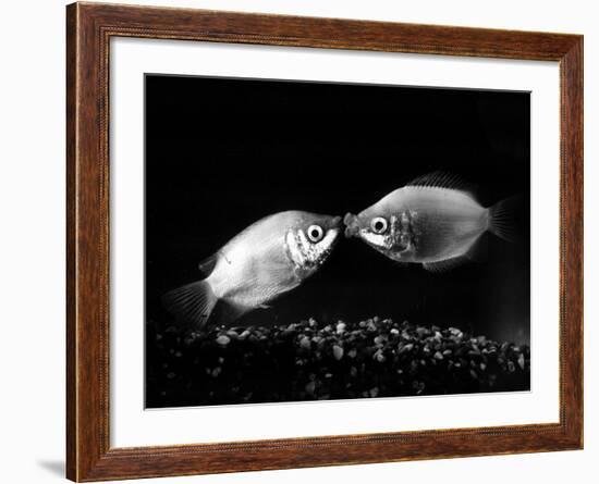 Kissing Gouramis: Romeo on the Right Made a Real Catch, Soon They Will be Swimming Around Together-null-Framed Photographic Print