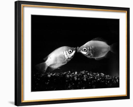 Kissing Gouramis: Romeo on the Right Made a Real Catch, Soon They Will be Swimming Around Together-null-Framed Photographic Print