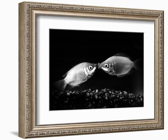 Kissing Gouramis: Romeo on the Right Made a Real Catch, Soon They Will be Swimming Around Together-null-Framed Photographic Print