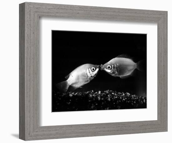 Kissing Gouramis: Romeo on the Right Made a Real Catch, Soon They Will be Swimming Around Together-null-Framed Photographic Print