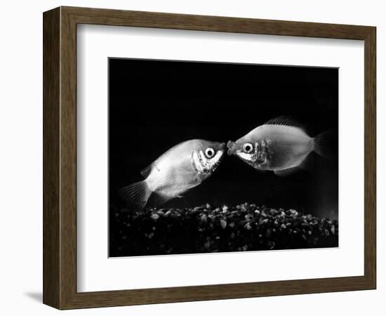 Kissing Gouramis: Romeo on the Right Made a Real Catch, Soon They Will be Swimming Around Together-null-Framed Photographic Print