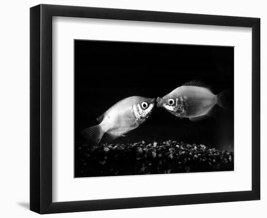 Kissing Gouramis: Romeo on the Right Made a Real Catch, Soon They Will be Swimming Around Together-null-Framed Photographic Print