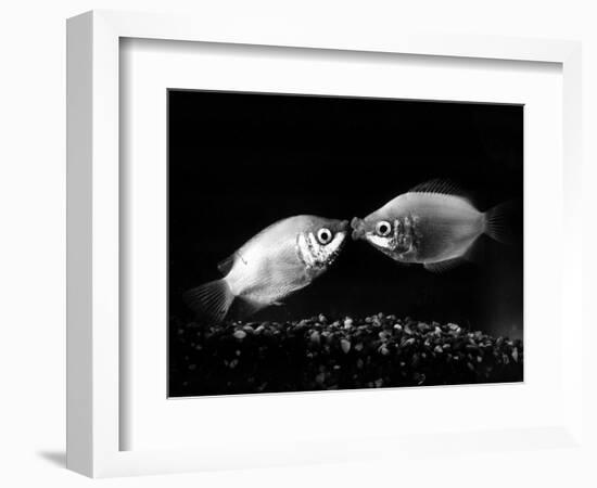 Kissing Gouramis: Romeo on the Right Made a Real Catch, Soon They Will be Swimming Around Together-null-Framed Photographic Print