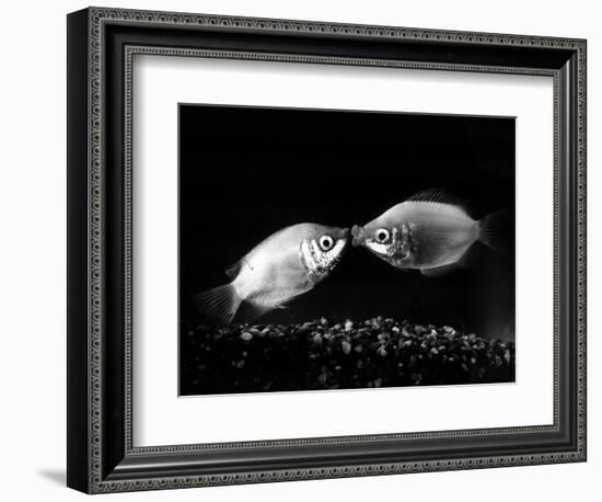 Kissing Gouramis: Romeo on the Right Made a Real Catch, Soon They Will be Swimming Around Together-null-Framed Photographic Print