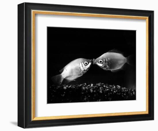 Kissing Gouramis: Romeo on the Right Made a Real Catch, Soon They Will be Swimming Around Together-null-Framed Photographic Print