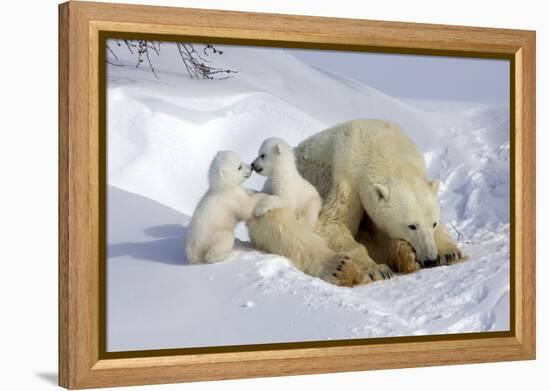 Kissing Polar Bear Cubs-Howard Ruby-Framed Premier Image Canvas