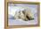 Kissing Polar Bear Cubs-Howard Ruby-Framed Premier Image Canvas