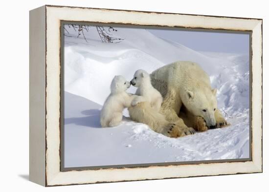 Kissing Polar Bear Cubs-Howard Ruby-Framed Premier Image Canvas
