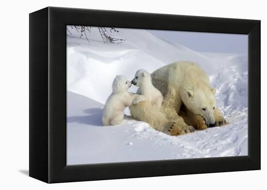 Kissing Polar Bear Cubs-Howard Ruby-Framed Premier Image Canvas