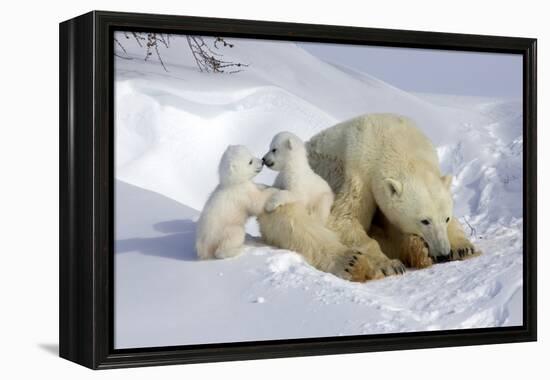 Kissing Polar Bear Cubs-Howard Ruby-Framed Premier Image Canvas