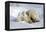 Kissing Polar Bear Cubs-Howard Ruby-Framed Premier Image Canvas