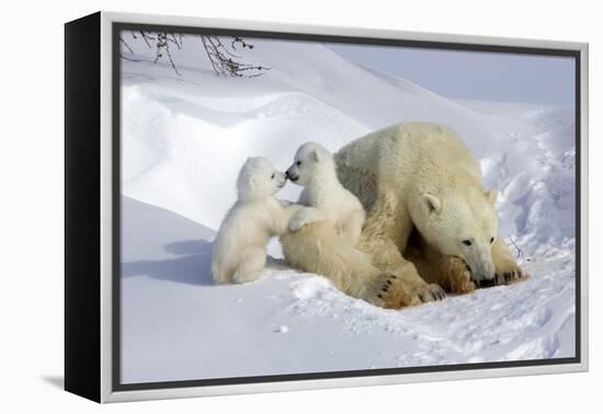 Kissing Polar Bear Cubs-Howard Ruby-Framed Premier Image Canvas