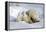 Kissing Polar Bear Cubs-Howard Ruby-Framed Premier Image Canvas