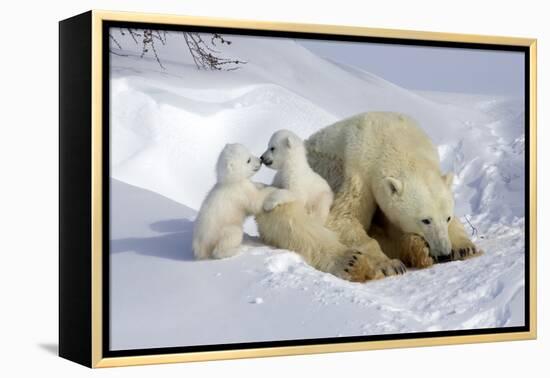 Kissing Polar Bear Cubs-Howard Ruby-Framed Premier Image Canvas