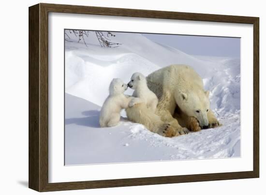 Kissing Polar Bear Cubs-Howard Ruby-Framed Photographic Print