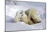 Kissing Polar Bear Cubs-Howard Ruby-Mounted Photographic Print