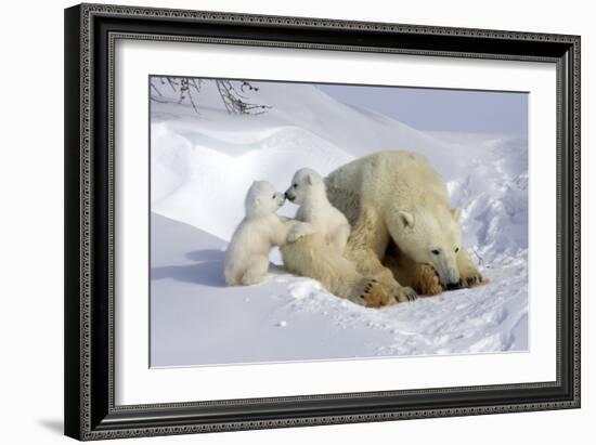 Kissing Polar Bear Cubs-Howard Ruby-Framed Photographic Print