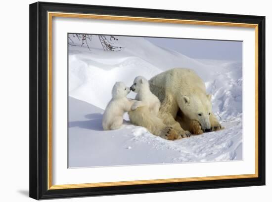 Kissing Polar Bear Cubs-Howard Ruby-Framed Photographic Print