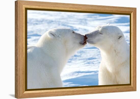 Kissing Polar Bears II-Howard Ruby-Framed Premier Image Canvas