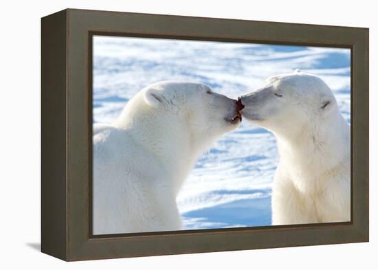 Kissing Polar Bears II-Howard Ruby-Framed Premier Image Canvas