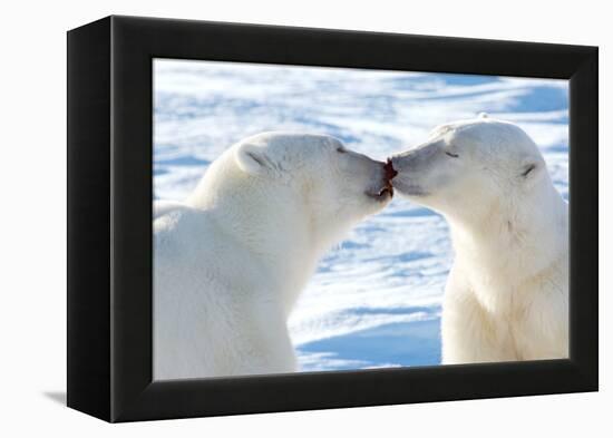 Kissing Polar Bears II-Howard Ruby-Framed Premier Image Canvas