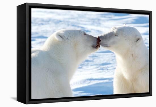 Kissing Polar Bears II-Howard Ruby-Framed Premier Image Canvas