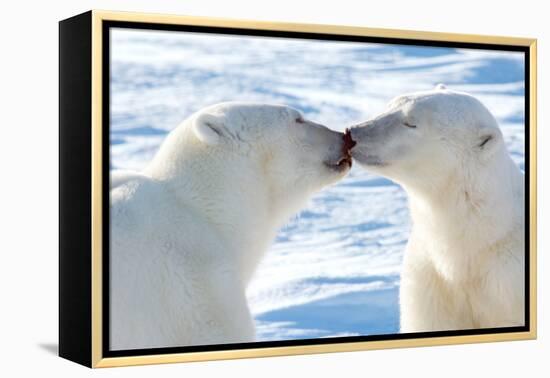 Kissing Polar Bears II-Howard Ruby-Framed Premier Image Canvas