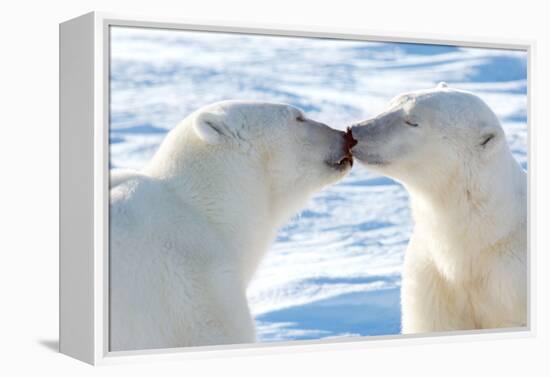 Kissing Polar Bears II-Howard Ruby-Framed Premier Image Canvas